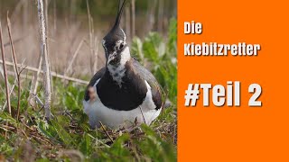 DIE KIEBITZ-RETTER | # Teil 2 | Kiebitzprojekt Rheinland-Pfalz 2022 | Beobachtungen Naturbrut