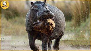 15 Painful Moments! Injured Lion Fights Hippos, Fails Before The Ferocious Prey | Animal Fight