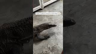 How to handle a Varanus rudicolis. Biawak