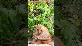 বাবুর 🍎🍎আপেল বানর🐒নিয়ে গেছে 🥺😔(এখন উপায় )❓🐒🐒#youtubeshorts #trendingshorts #shorts #monkey #apple