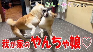 我が家のやんちゃ娘♡　今日のごん・みく　秋田犬【ごん・みく チャンネル】