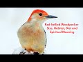 Red-Bellied Woodpecker: Unlocking Its Size, Diet, Habitat, and Spiritual Meaning