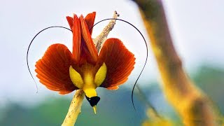 Amazing Birds Of Paradise : Best Documentary Of All Time