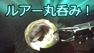 【シーバス釣り】ルアー丸呑み!? 夜まで粘って嬉しい１匹！