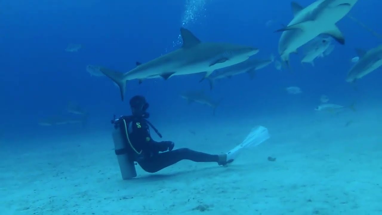 Bahamas 2022 Shark Dive Cat Ppalu - YouTube