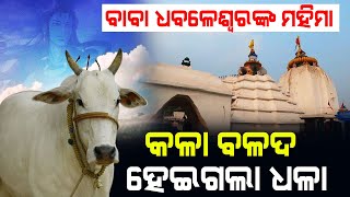 ବାବା ଧବଳେଶ୍ଵରଙ୍କ ମହିମା | କଳା ବଳଦ ହୋଇଯାଇଥିଲା ଧଳା...