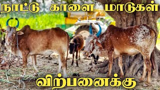 நாட்டு காளை மாடுகள் விற்பனைக்கு | cow sales | naattu kaalai maadu | uzhavan tv |