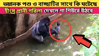 ভয়ানক গরিলা বাচ্ছাটিকে একা পেয়ে কী করেছিল?কী ঘটেছিল জানুন।চিড়িয়াখানার রহস্য।Gorilla Animal Facts