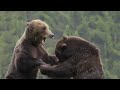 wild romania trailer