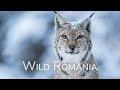 Wild Romania - trailer