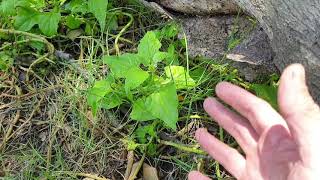 Native Spinach (Tetragonia tetraganoides)