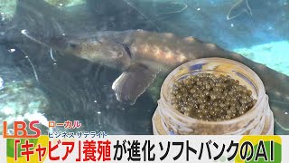 「キャビア」養殖を加速　ソフトバンクのAI活用　エリート魚を育てる【LBS北海道発】