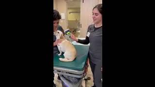 Skill #24 microchip scanning
