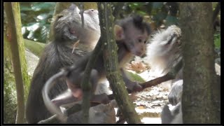 Into the middle of the forest peeking at the cute and adorable monkey cub #tuabangmonkey