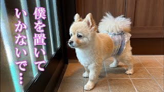 【お留守番】愛犬を実家で預かってもらったら、胸が締め付けられました…