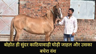 Beautiful Kathiyawadi Mare with her Colt | Kathiyawadi Breed | Ashwa Kiran