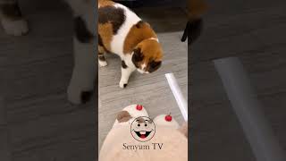 Purrfect Moment: Cute Cat l senyum TV #cat #lucu #shorts