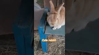 あきAKI　ピョンの巻 #love #うさぎ#癒し #rabbit #animals