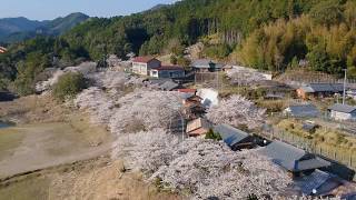 和歌山県古座川町、佐田（七川ダム湖畔）の桜！2018年3月28日撮影！