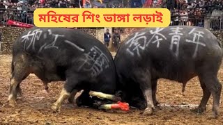 মহিষের শিং ভাঙ্গা লড়াই | মহিষের লড়াই-#মহিষের লড়াই #vairalvideo #animals360