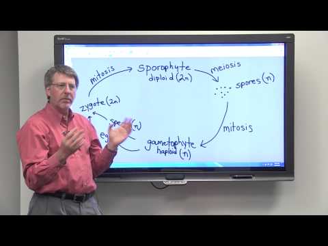 How does alternation of generation differ from Metagenesis?
