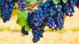 CUIDADOS INICIAS COM SUA UVA PARA QUE INICIE A PRODUÇÃO