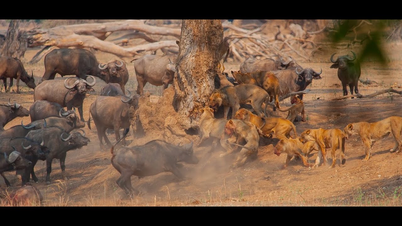 Lions Vs Herd Of Buffalo | Attack Animals Videos | Lions Attack - YouTube