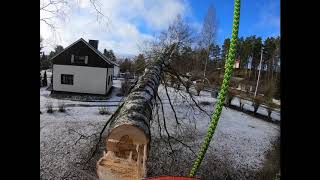 Ison viisihaaraisen koivun latvan pudotus - Dropping a fairly big birch top