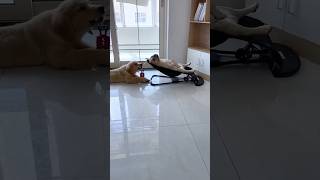 Funny cat and dogs 😂😂 episode 338 #cat #pets #funny #shorts #dog