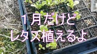 1月だけどレタス植えたよ