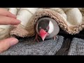 甘えた文鳥さんとまったり時間　java sparrow