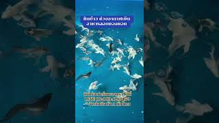 #ปลาสวยงามเพชรบูรณ์ #ฟาร์มปลาเพชรบูรณ์ #ปลาคราฟจักรพรรดิ์หางยาว #ปลาคราฟจักรพรรดิ์หางยาวทรงสั้น