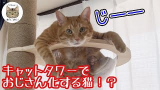 キャットタワーに乗った猫が想像以上に”おじさん”だった