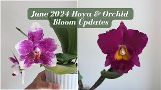 Jaw-Dropping Orchid Showcase! June 2024 Collection Update 🌸 | Stunning Hybrids for Orchid Lovers! 🌿