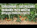 Sprawdzone rozwiązania do ściółkowania i zabezpieczania truskawek przed mrozem