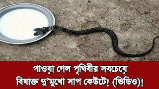 🔴পাওয়া গেল পৃথিবীর সবচেয়ে বিষাক্ত দু’মুখো সাপ কেউটে! (ভিডিও)! | মজার খবর | Mojar Khobor