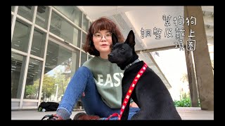 狗狗一直動來動去，該如何幫狗狗戴上項圈及調整鬆緊