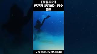 [감동주의] 인간과 교감하는 맹수들 8편 #감동 #동물 #맹수 #교감 #인간  #animals