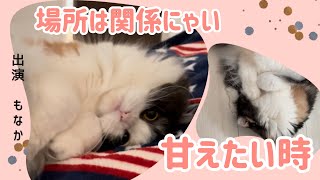 どんなとこでも甘えたい猫　愛猫「もなか」の日常[スコテッシュフォールド]