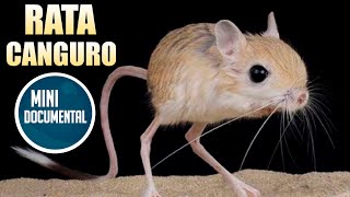 Rata canguro (mini documental)