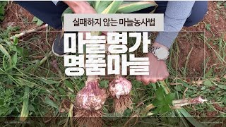 [마늘명가TV]2023.02.22 흑색썩음균핵병및 녹병예방과 응애.고자리.선충 방제