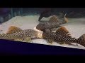 l014 scobinancistrus auratus sunshine plec