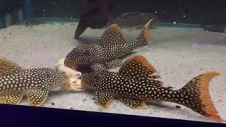 L014 Scobinancistrus auratus, Sunshine Plec