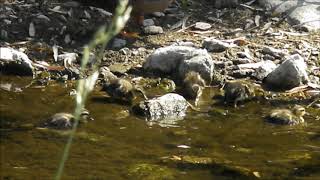 2018 06 03 越生越辺川のカモの親子：埼玉県入間郡越生町