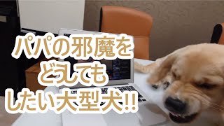 パパの邪魔をしなと気が済まないゴールデンレトリバーティトgoldenretriever