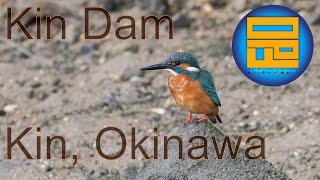 New Favorite Birding Spot - Kin Dam - Common Kingfisher, Osprey and more! - OkiPixelFinders