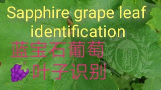 Sapphire grape 🍇, leaf comparison and identification, see if your home is the same。蓝宝石葡萄🍇，你家的叶子一样吗？