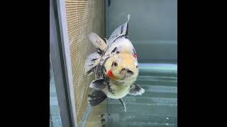 極上　だるま琉金　大きめ　トリカラー　16cm #金魚 #琉金 #goldfish