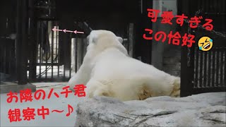 【しろくまピース】可愛すぎる体勢のピースちゃん♪　2021/9/22　とべ動物園