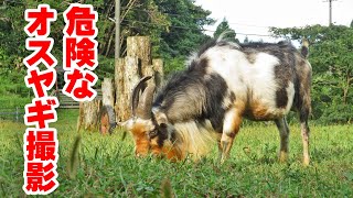 8 minutes of tension shooting only dangerous male goats